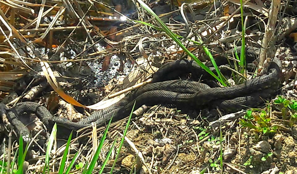 Змії окупували містечко під Дніпром: стільки їх не бачили ніколи